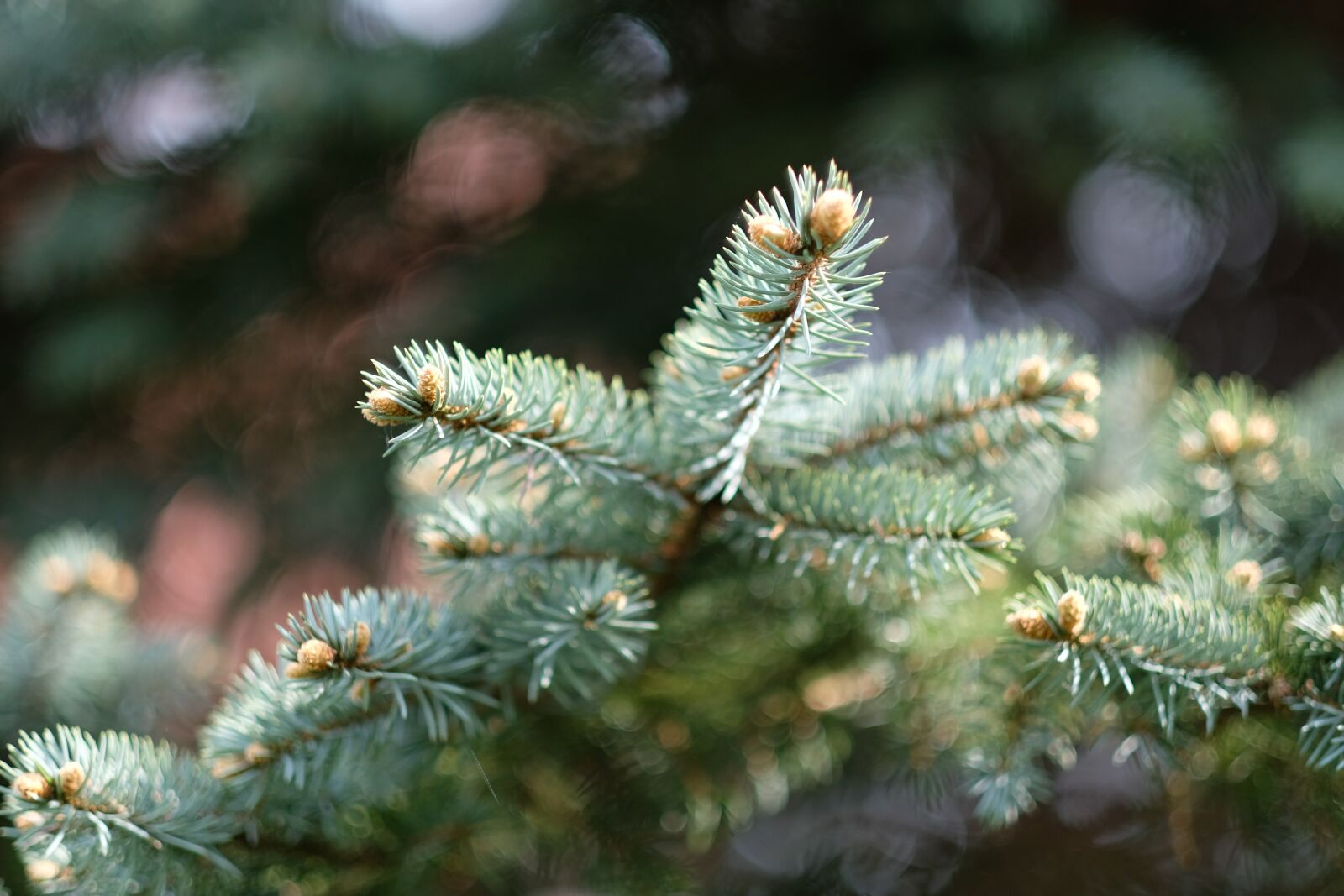 Fujifilm X-Pro2 sample photo. Fir tree, winter, christmas photography