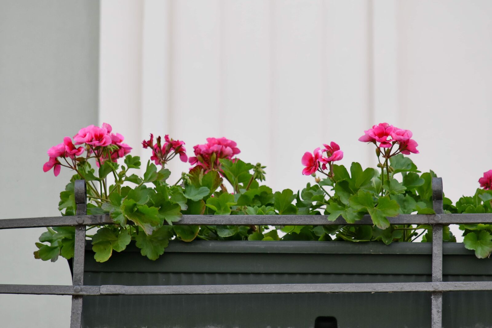 Nikon D5500 sample photo. Arrangement, balcony, flowerpot, plant photography