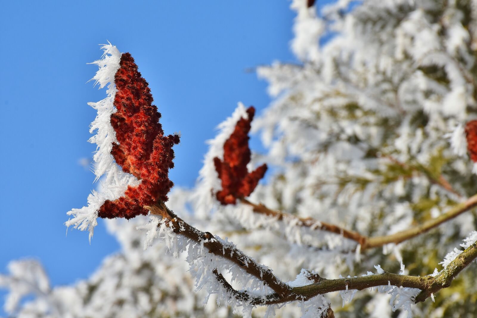 Nikon D7200 sample photo. Tree, blossom, bloom photography