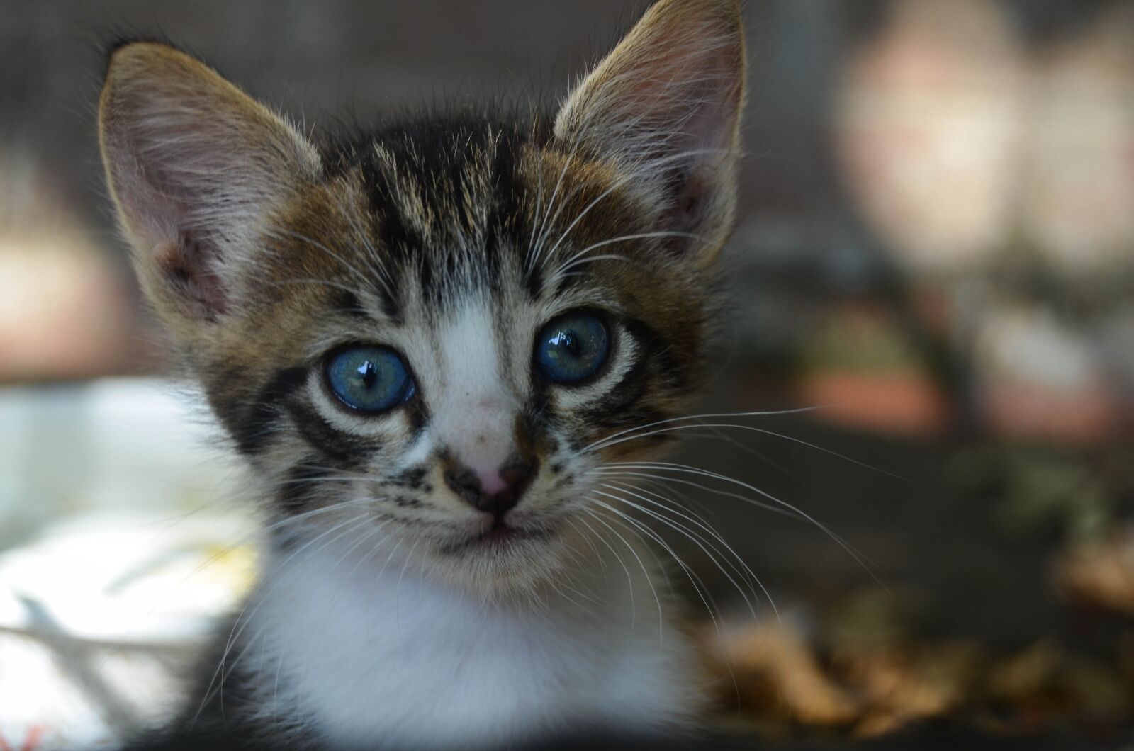 Nikon D5100 sample photo. Cat, puppies, baby animal photography