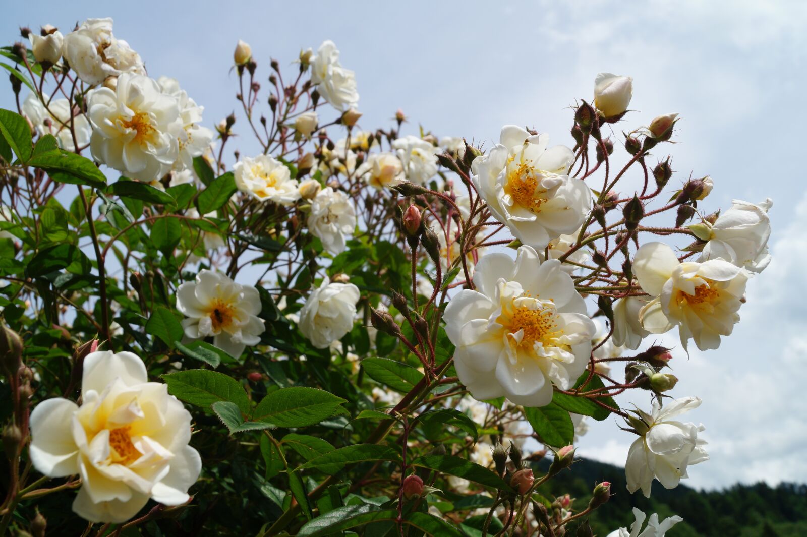 Sony DT 18-55mm F3.5-5.6 SAM II sample photo. Rosebush, rose bloom, flower photography