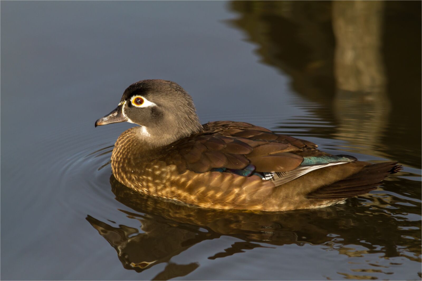 Canon EOS 7D sample photo. Bride duck, female, water photography
