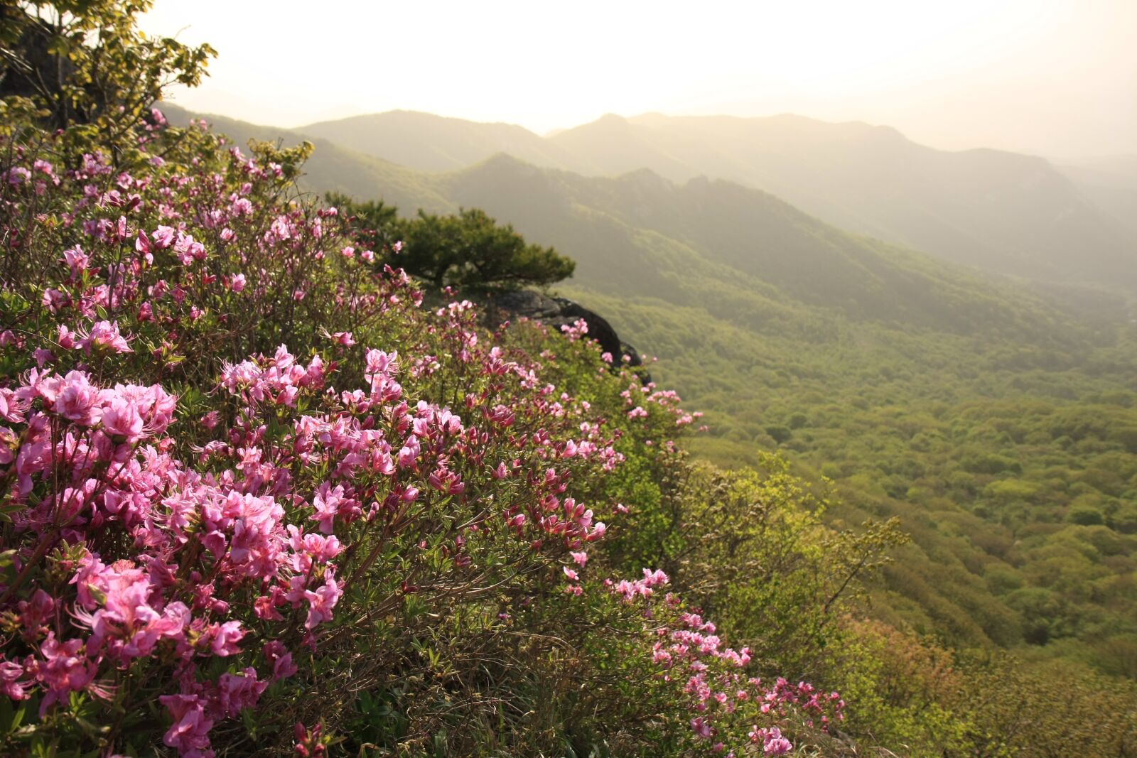 Canon EOS 40D sample photo. Hong hong emeishan, azalea photography