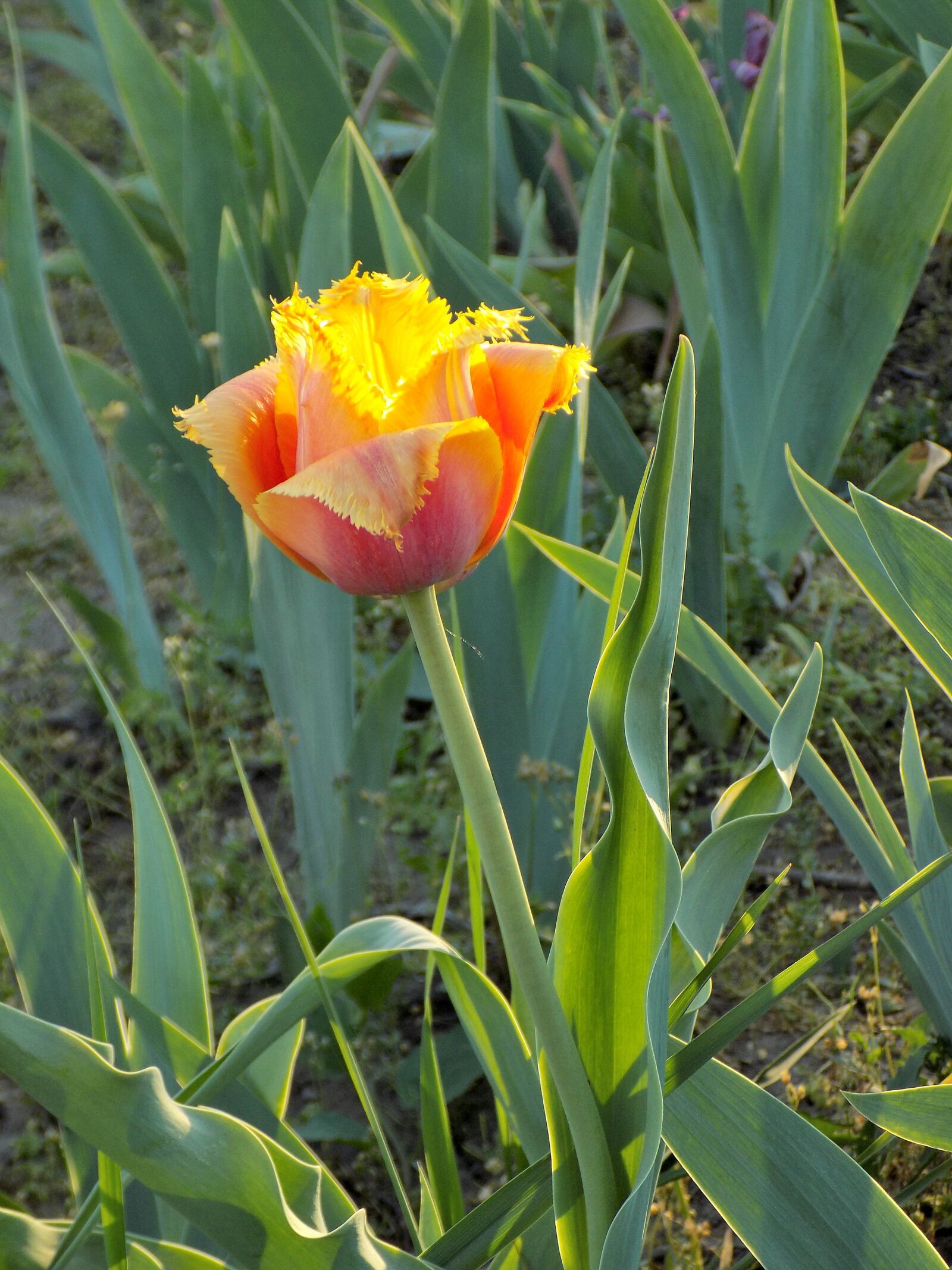 Nikon COOLPIX L330 sample photo. Tulip, botanical garden, flower photography