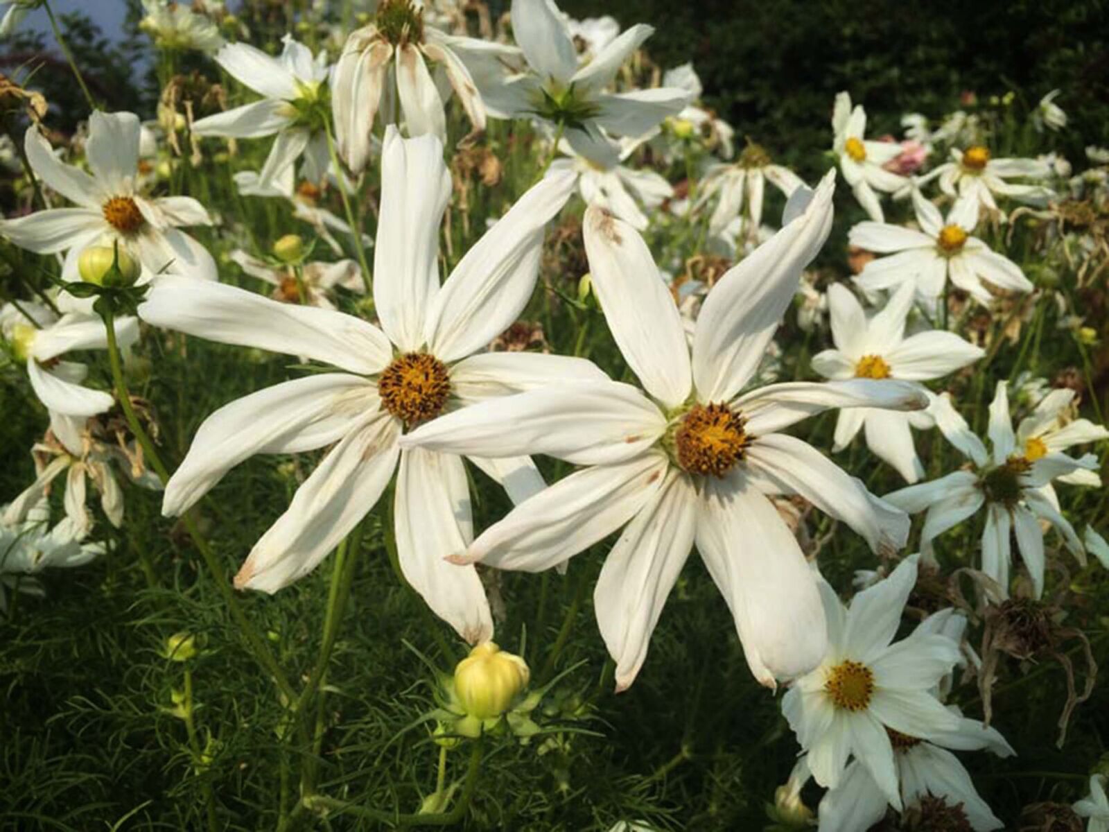 iPhone 6 back camera 4.15mm f/2.2 sample photo. Beautiful, flowers, bunch, of photography