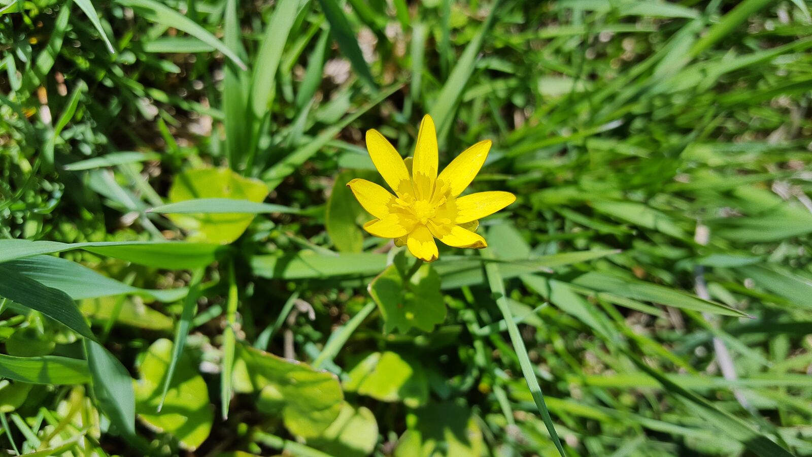 Samsung Galaxy S6 sample photo. Ficaria verna, lesser celandine photography