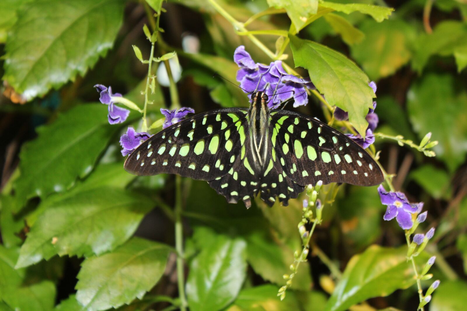 Canon EOS 1200D (EOS Rebel T5 / EOS Kiss X70 / EOS Hi) sample photo. Butterfly, nature, insect photography