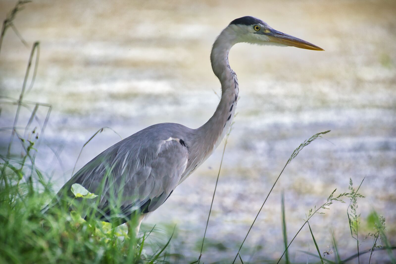 Nikon D5300 sample photo. Graureier, bird, nature photography