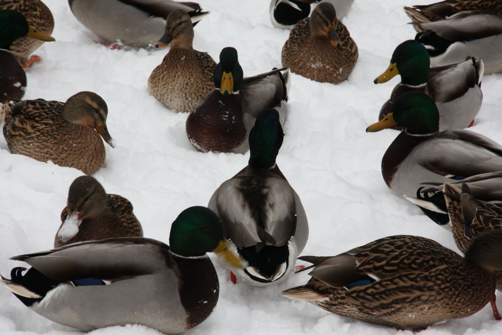 Canon EOS 450D (EOS Rebel XSi / EOS Kiss X2) sample photo. Ducks, animals, bird photography