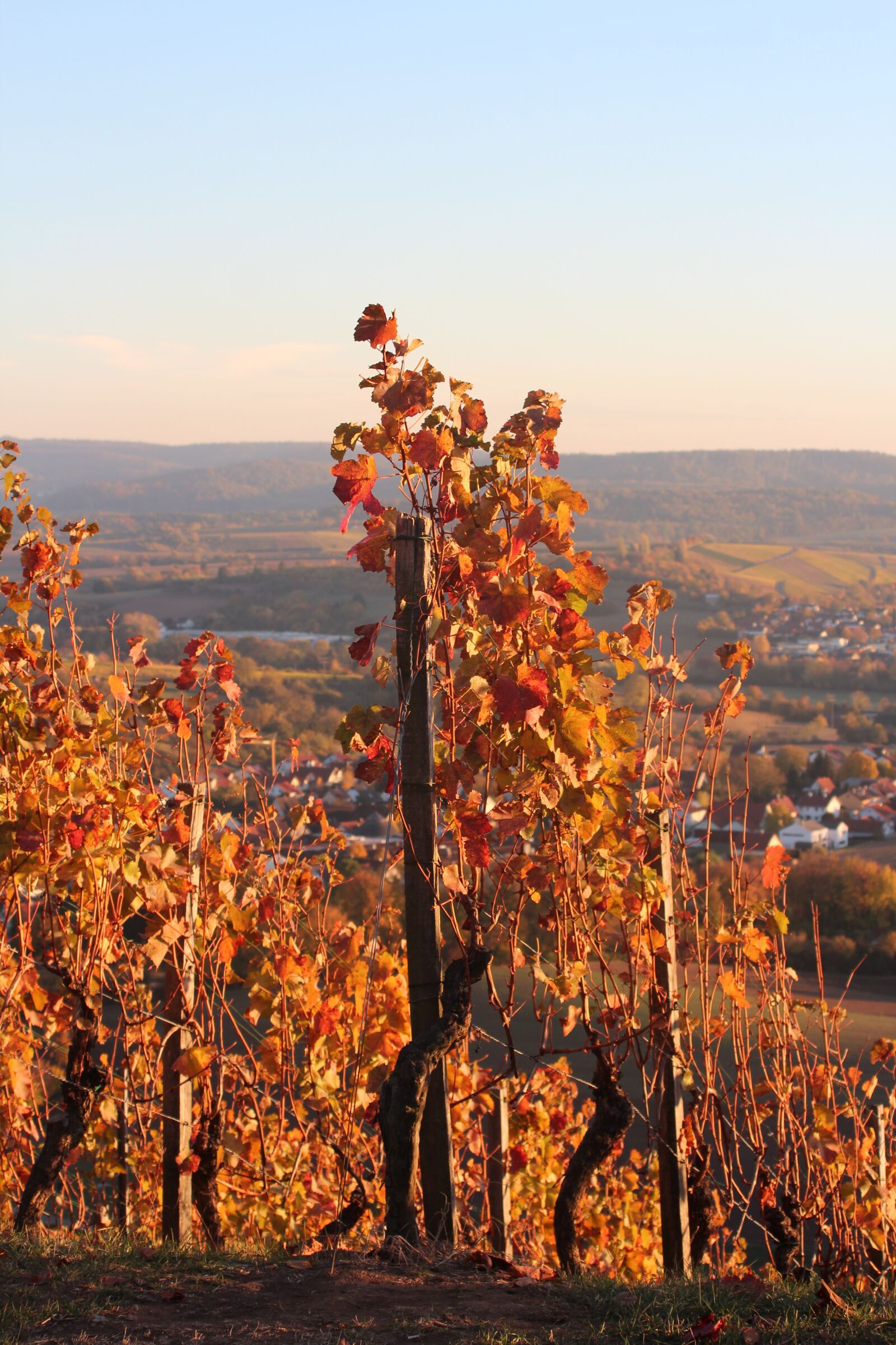 Canon EOS 600D (Rebel EOS T3i / EOS Kiss X5) sample photo. Vineyard, rebstock, color photography