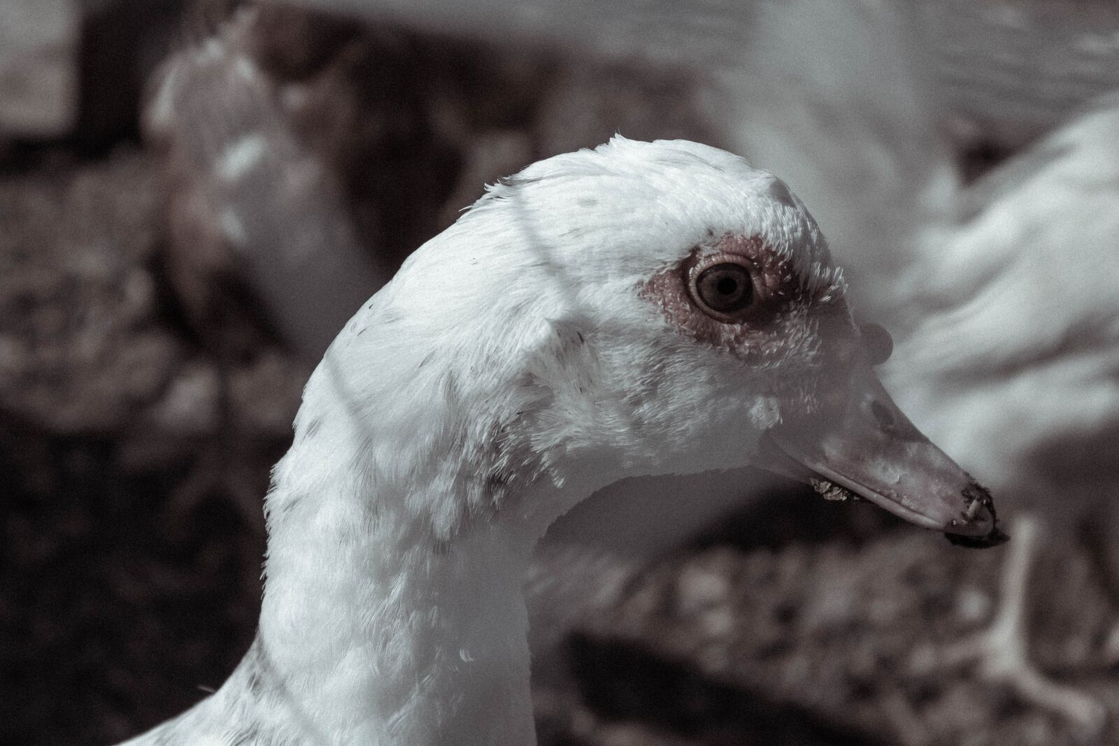 Canon EOS 1200D (EOS Rebel T5 / EOS Kiss X70 / EOS Hi) sample photo. Duck, portrait, animals photography