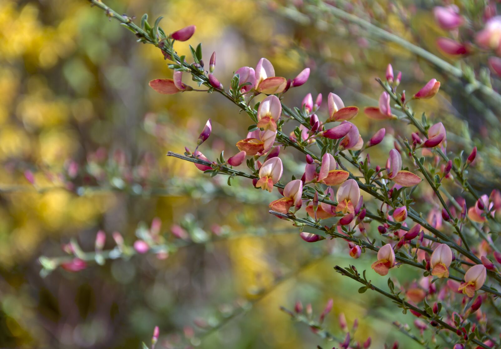 Nikon D5600 sample photo. Broom, flowers, gorse blossom photography