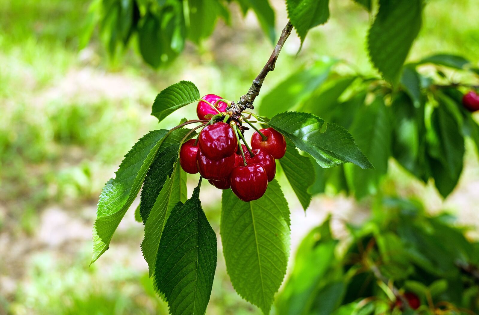 Fujifilm X-T10 + Fujifilm XF 35mm F1.4 R sample photo. Cherry, sweet cherry, fruit photography