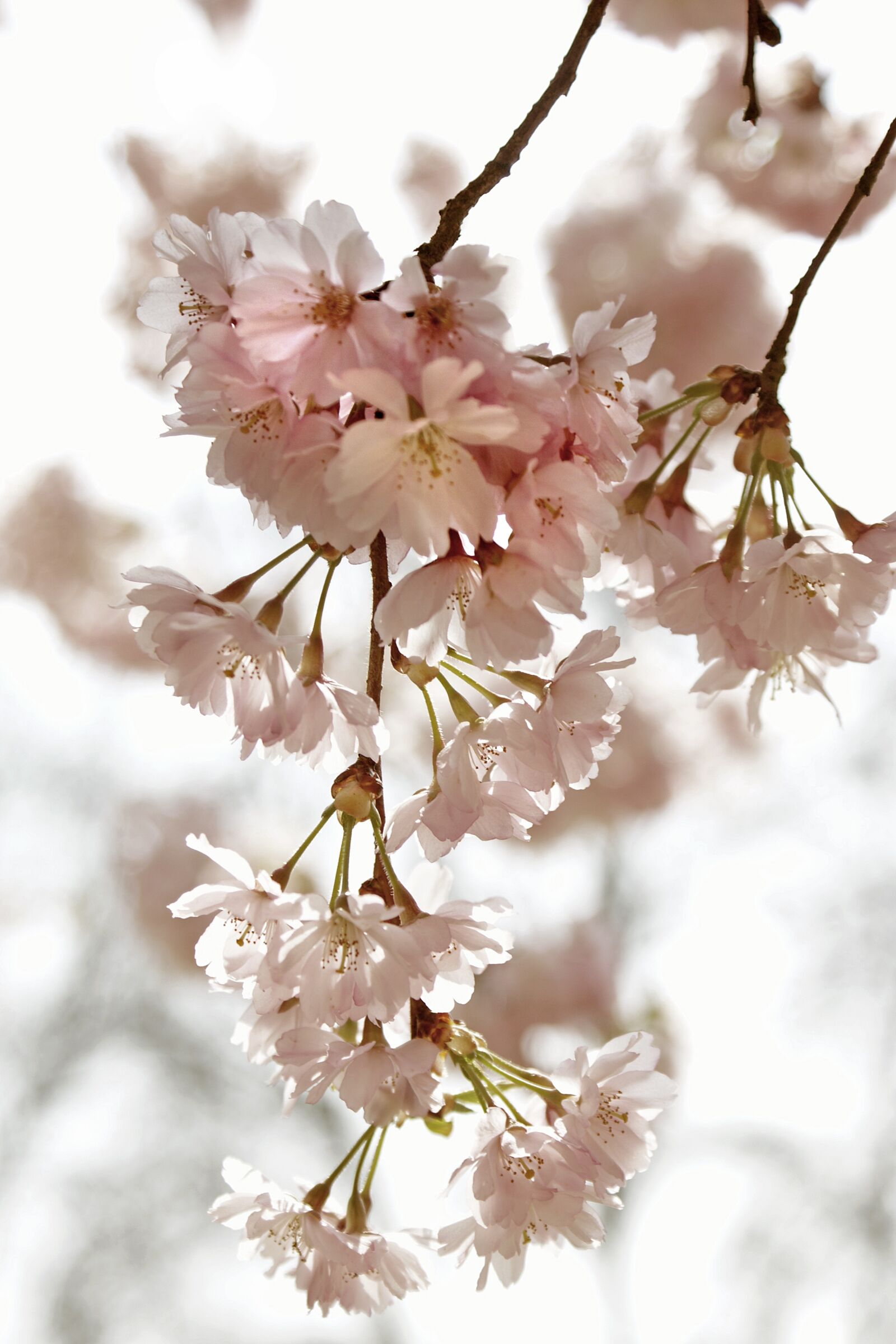 Sony Alpha DSLR-A350 sample photo. Cherry blossom time, kirch photography