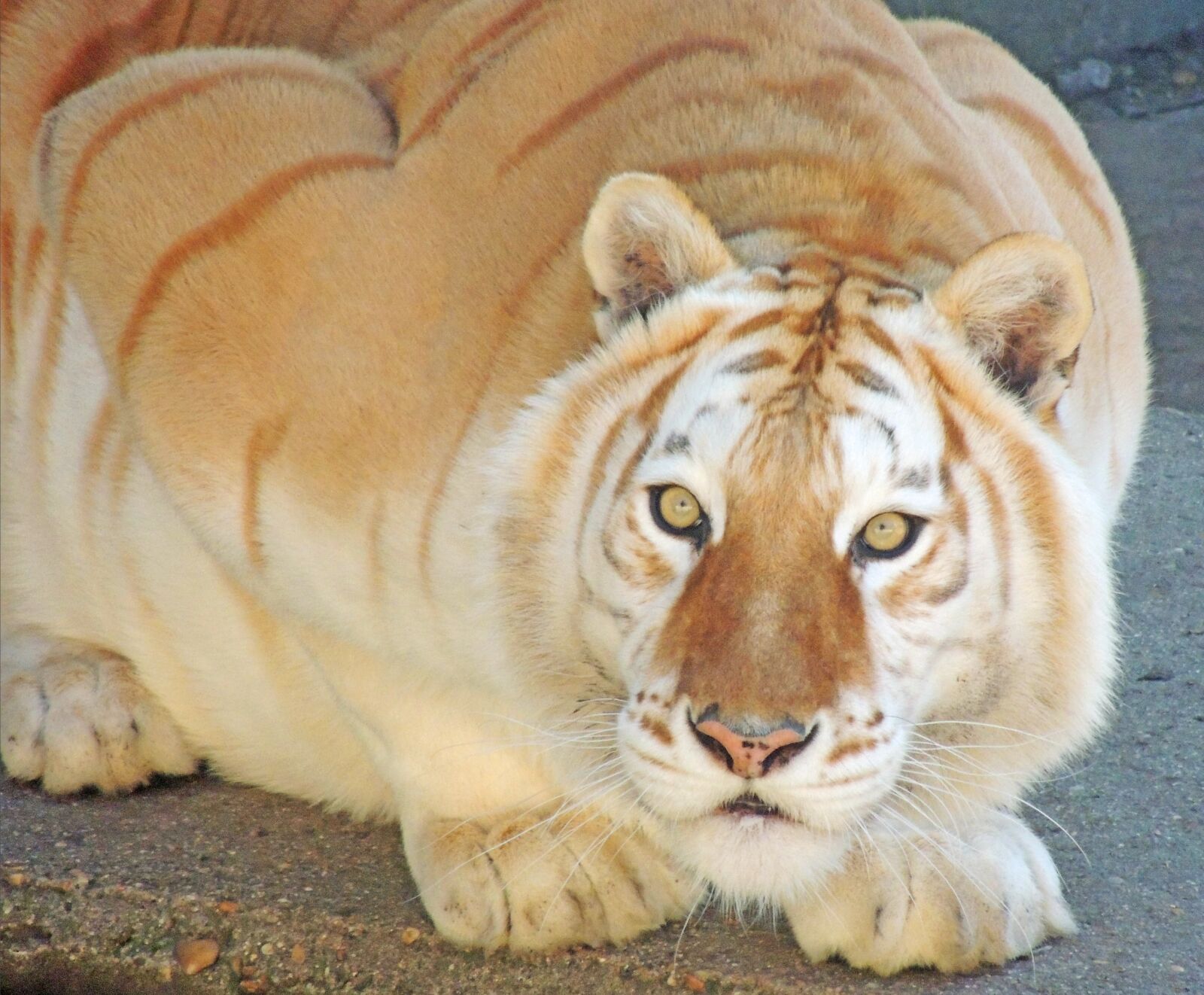 Nikon Coolpix P510 sample photo. Tiger, fauna, feline photography