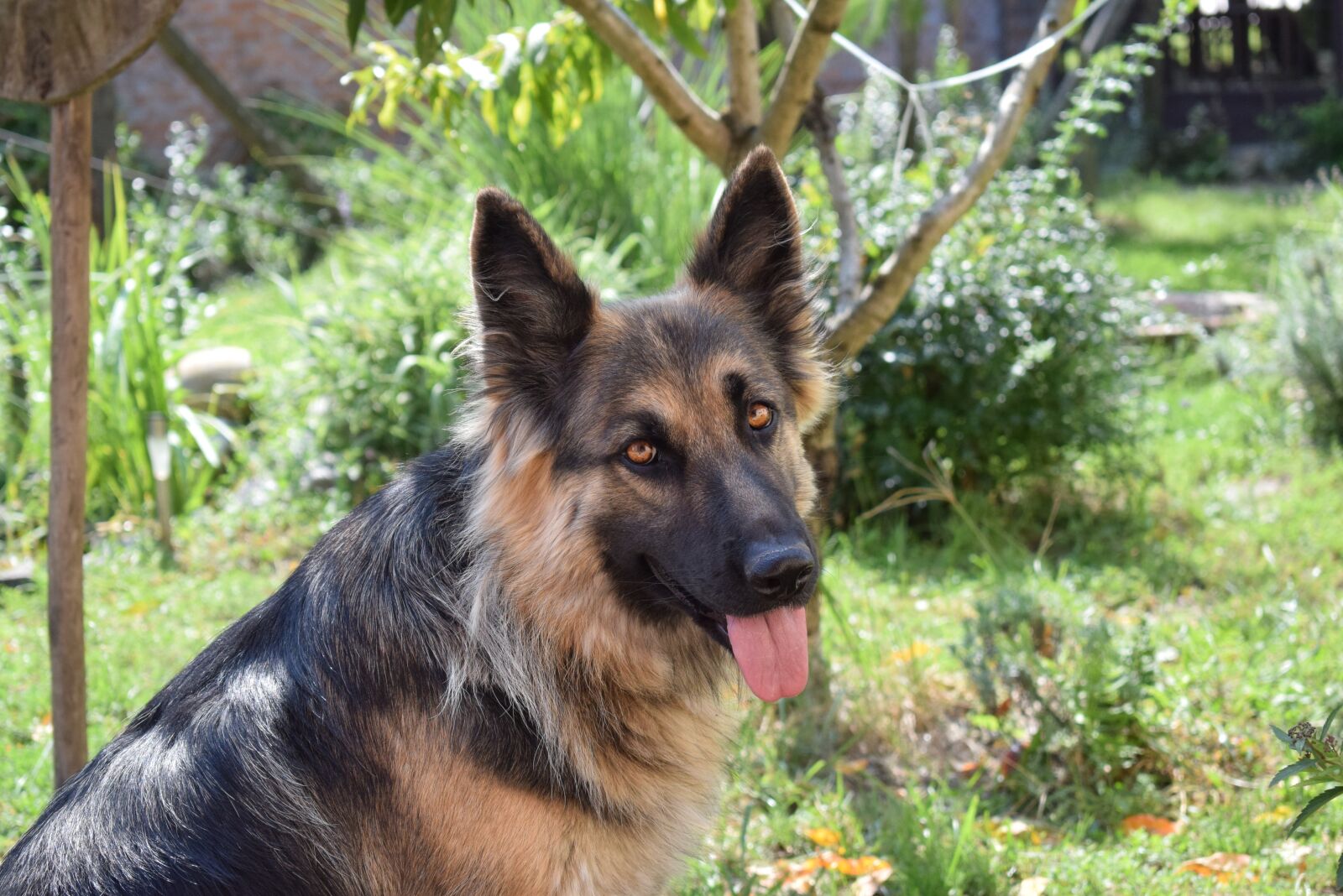 Nikon D3300 sample photo. Dog, green, beauty photography