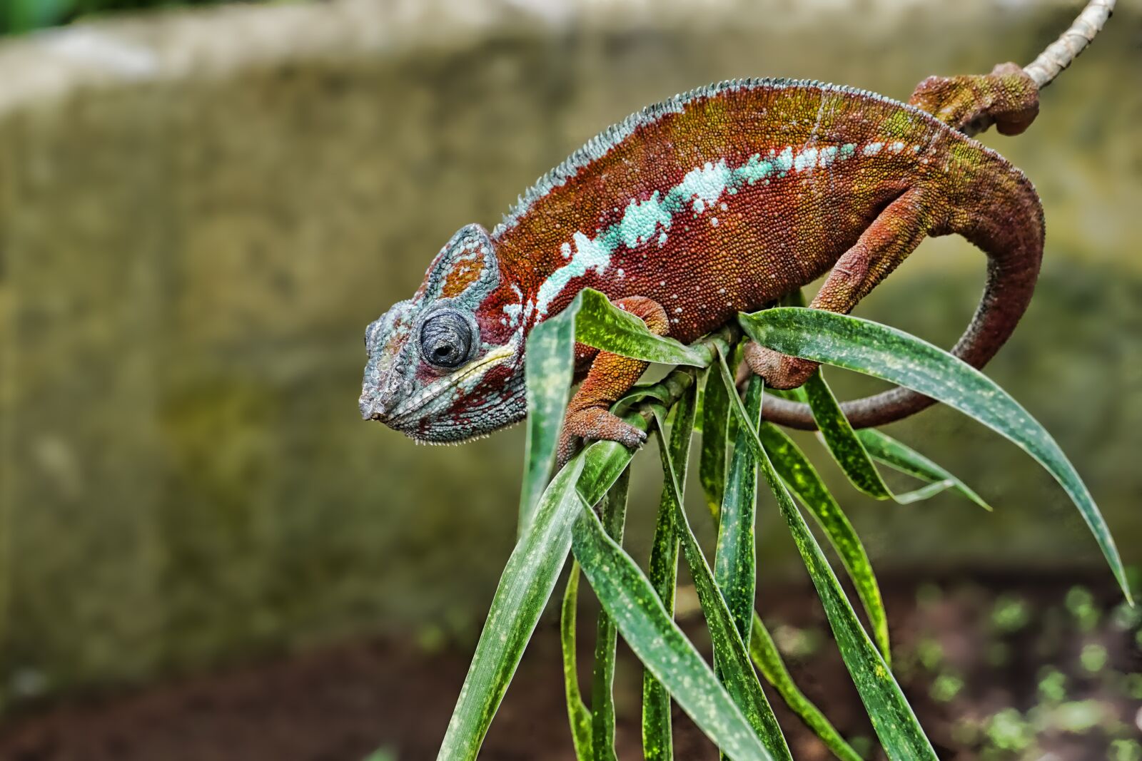 Sony a6000 sample photo. Nature, animal, animal world photography