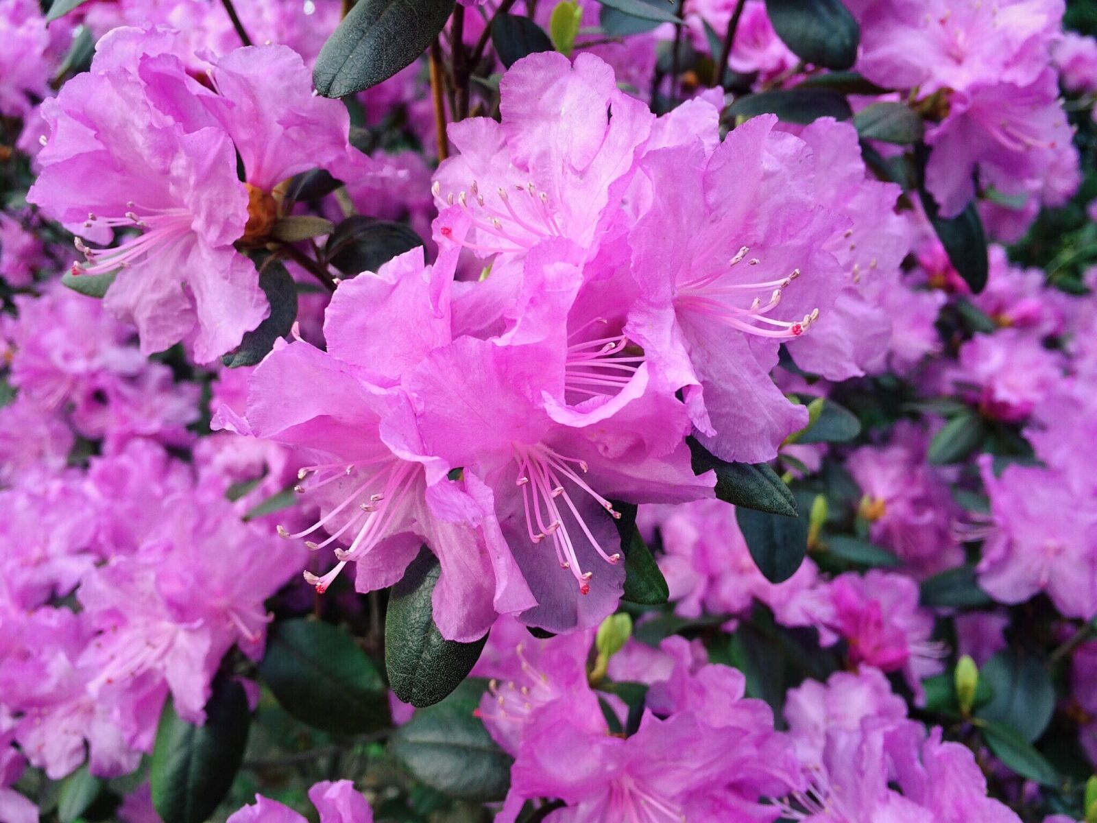 iPhone 5s back camera 4.15mm f/2.2 sample photo. Spring, bloom, flower photography