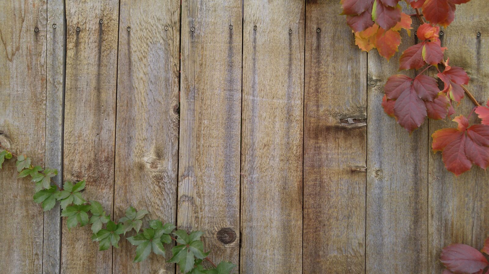 LG G4 sample photo. Vines, autumn, greeting card photography