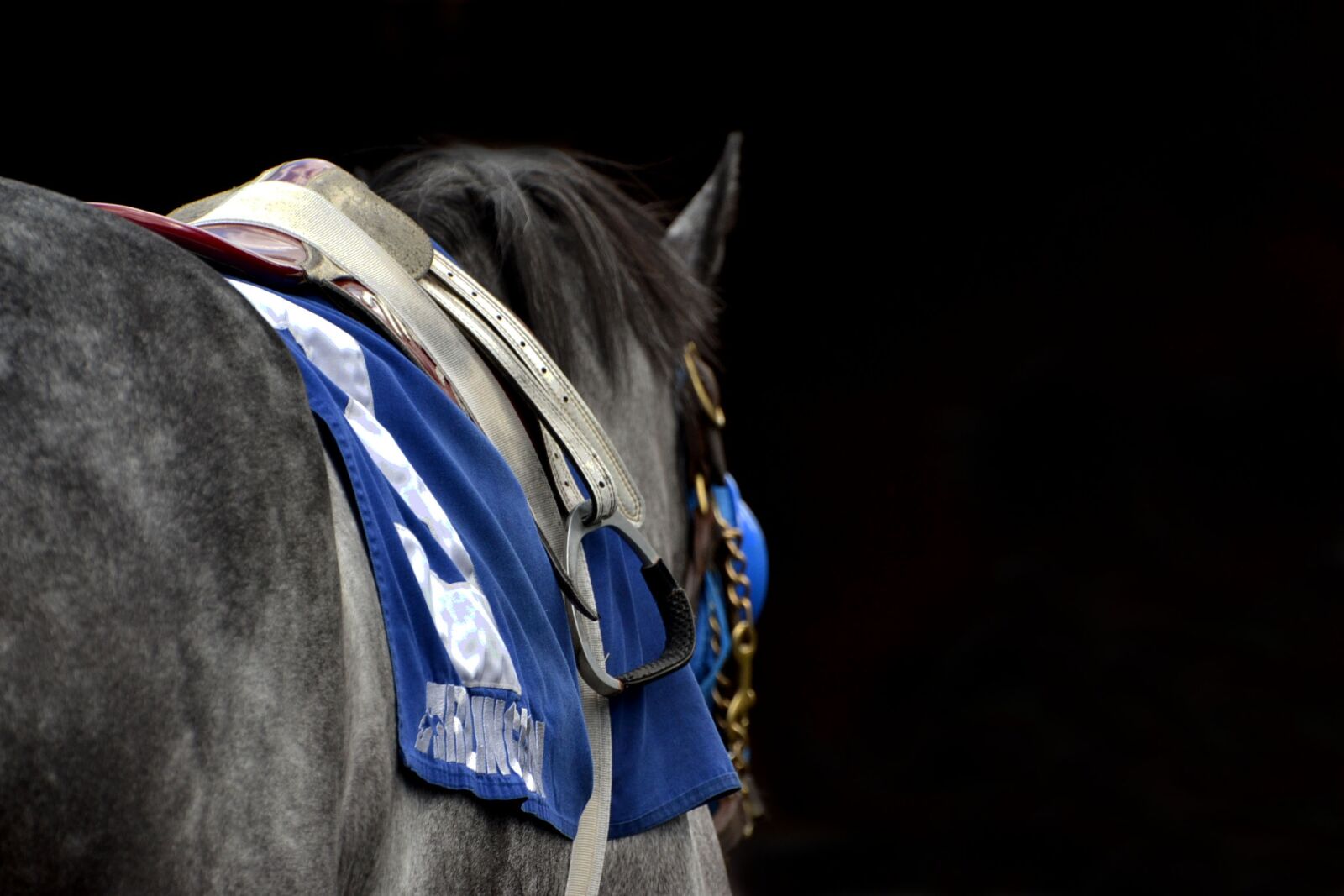 Nikon D3100 sample photo. Horse, arlington park, arlington photography