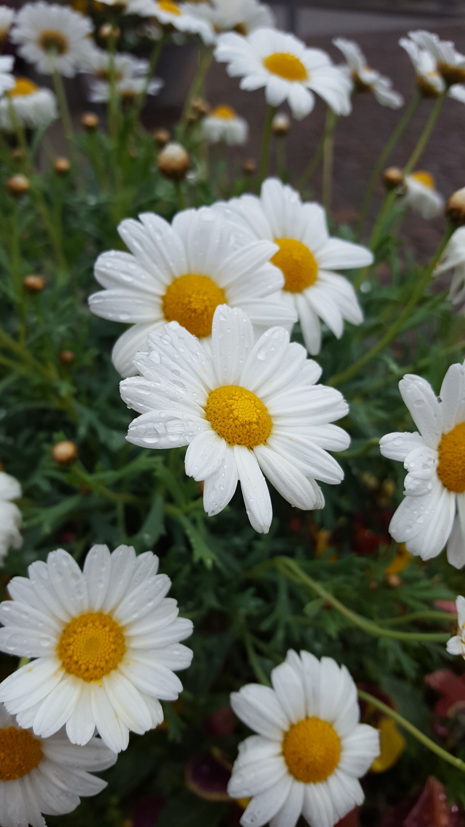 Samsung Galaxy S6 sample photo. Daisy, flower, blossom photography