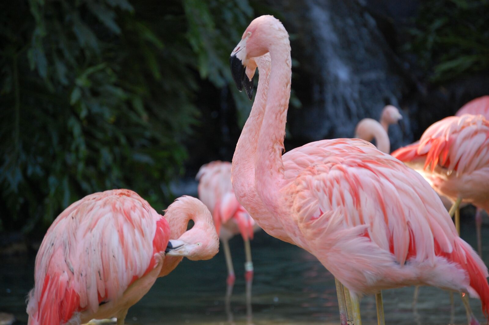 Nikon D40 sample photo. Flamingo, bird, colorful photography