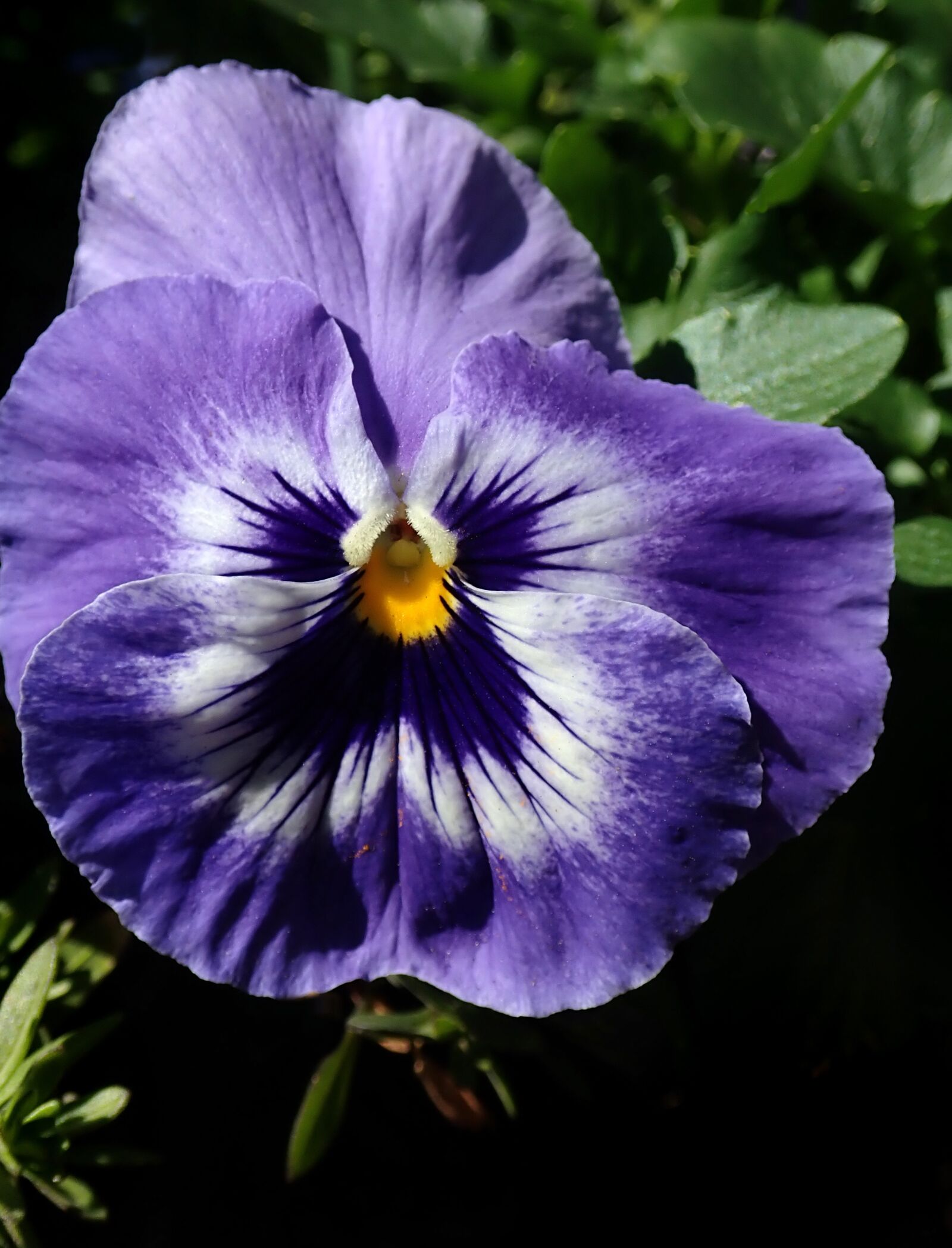 Olympus TG-5 sample photo. Pansy, flower, purple photography