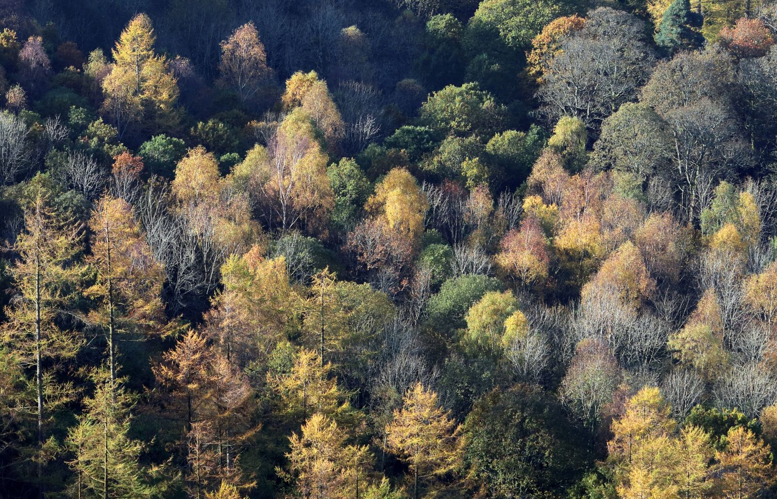 Canon EOS 80D + Canon EF 70-300mm F4-5.6 IS USM sample photo. Forest, autumn, cumbria photography
