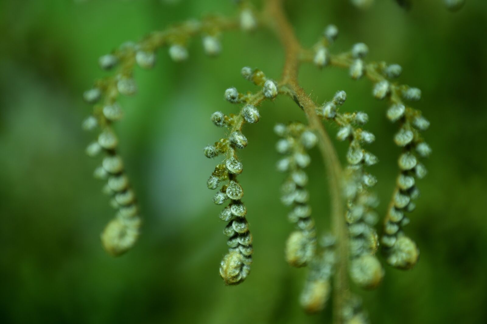 Nikon D3200 sample photo. Green, plant, natural photography
