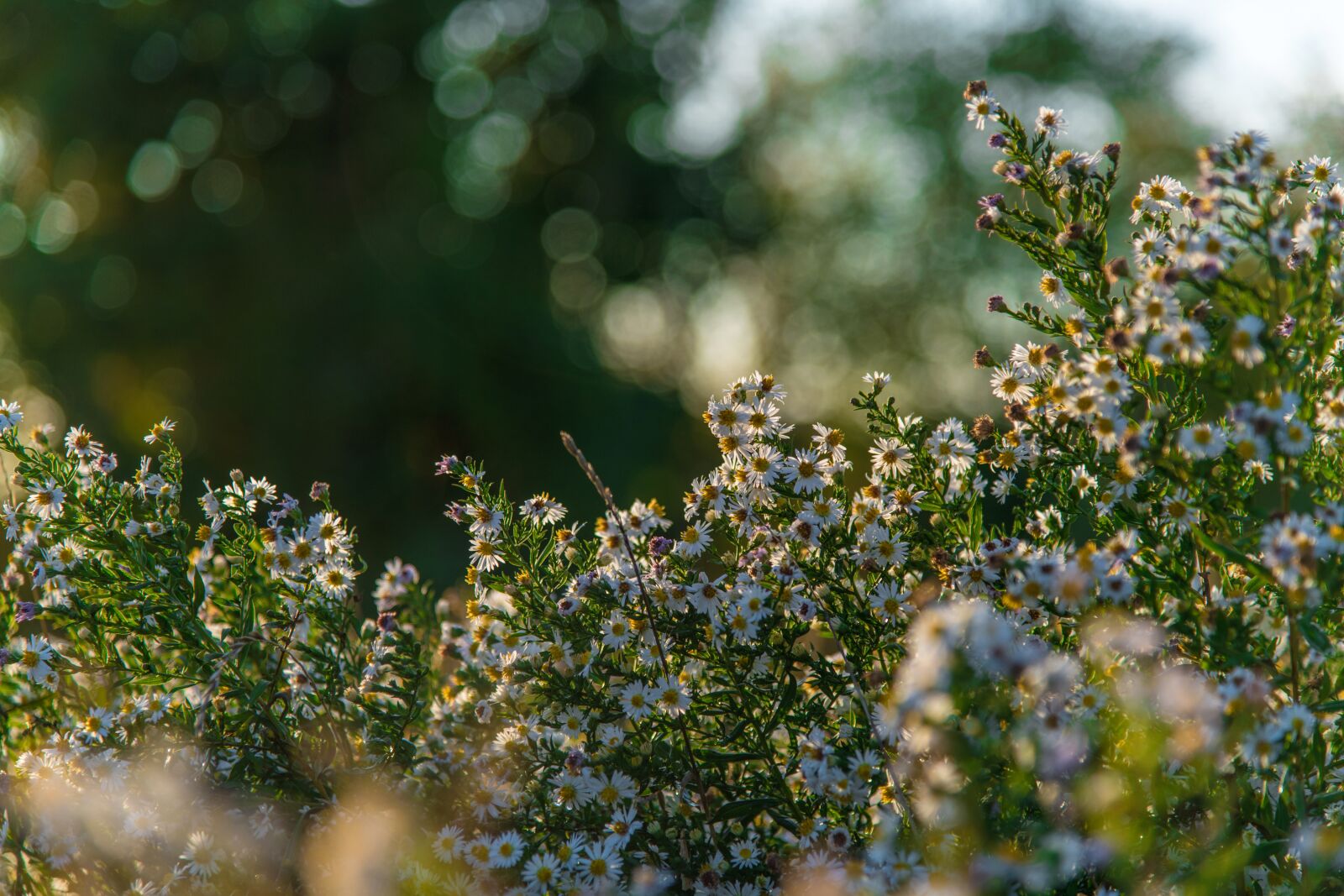 Nikon D850 sample photo. Nature, autumn, mood photography