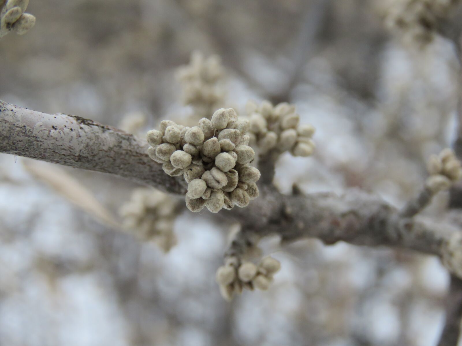 Canon PowerShot SX60 HS sample photo. Nature, tree, branch photography