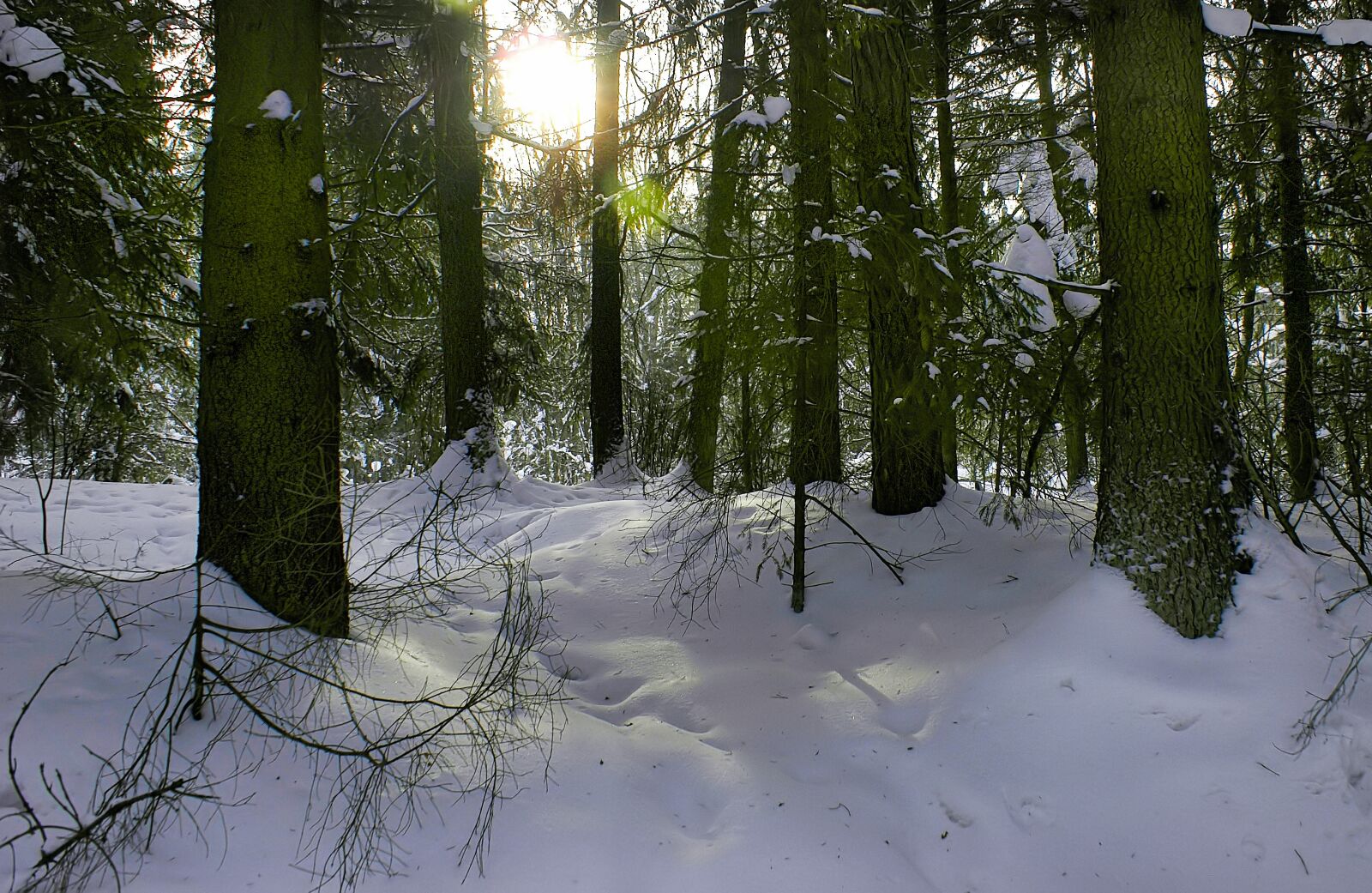 Sony Alpha DSLR-A100 sample photo. Forest, snow, winter photography