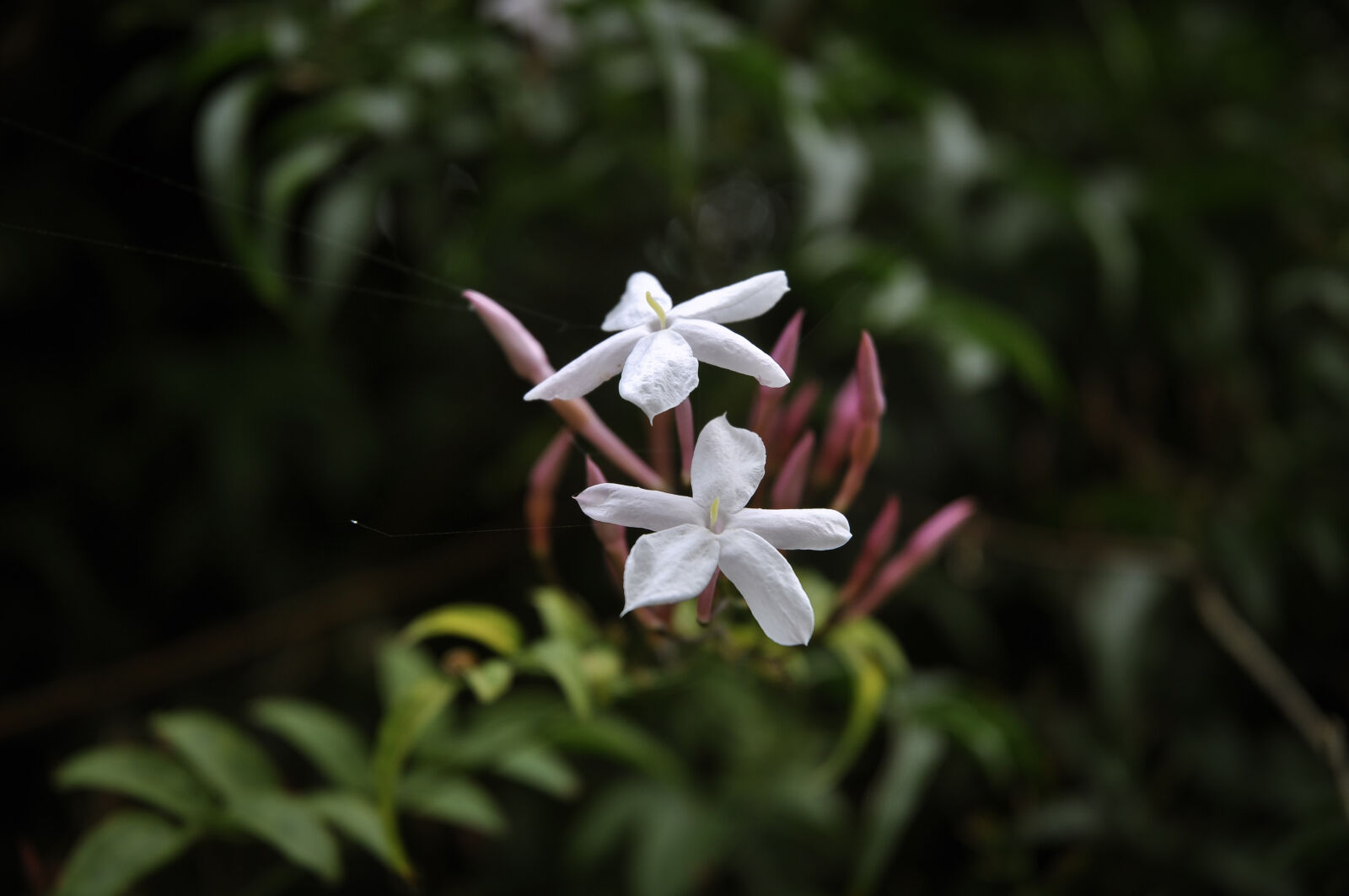 Nikon D90 sample photo. "a familiar blossom" photography