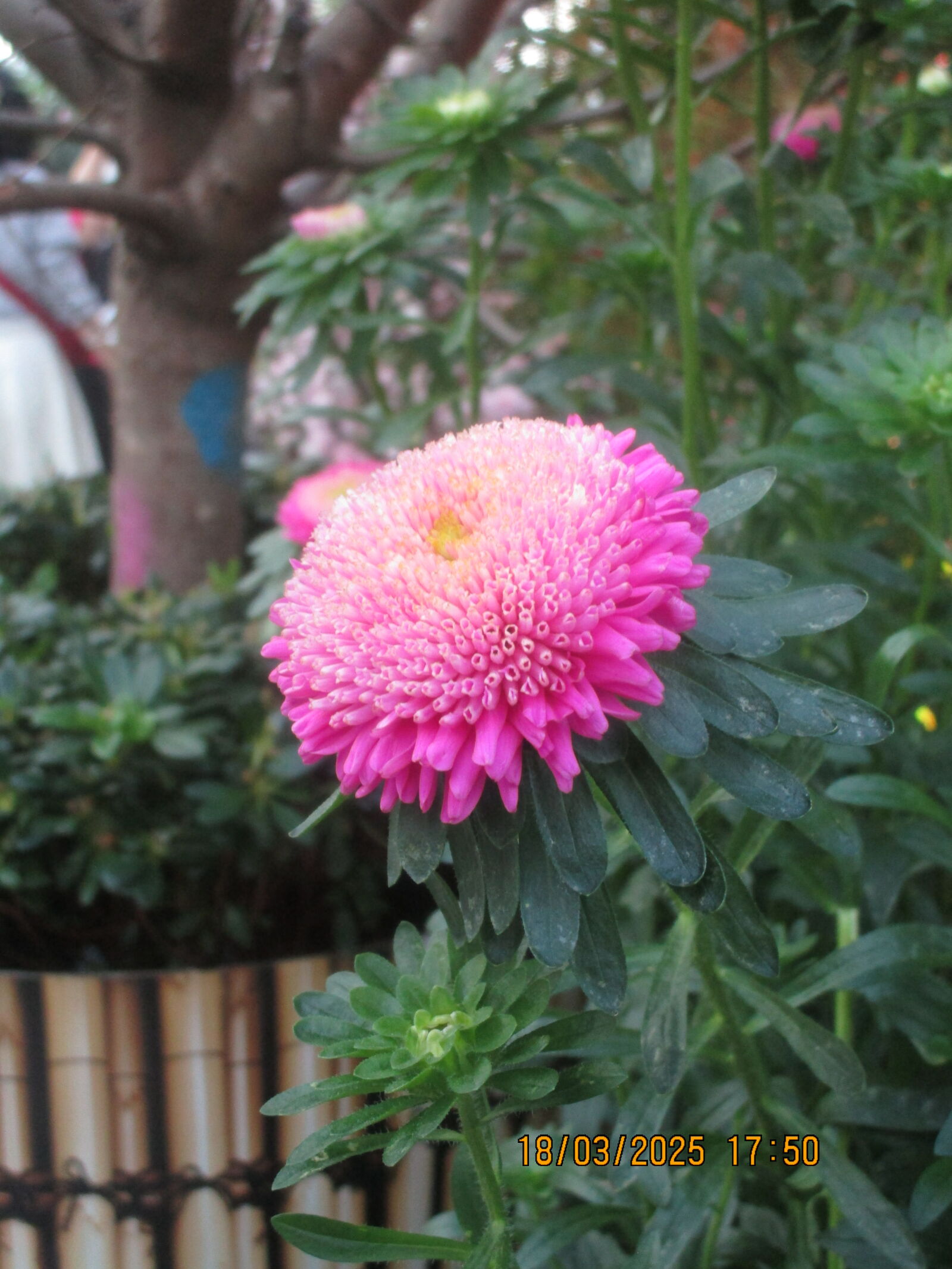 Canon PowerShot ELPH 150 IS (IXUS 155 / IXY 140) sample photo