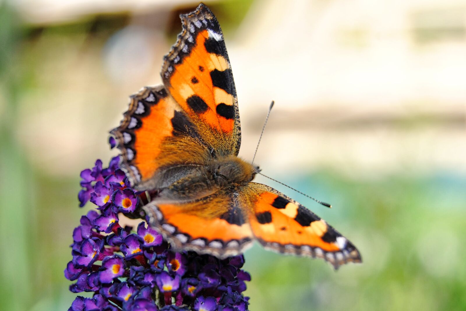 Nikon D3000 sample photo. Butterfly, blossom, bloom photography
