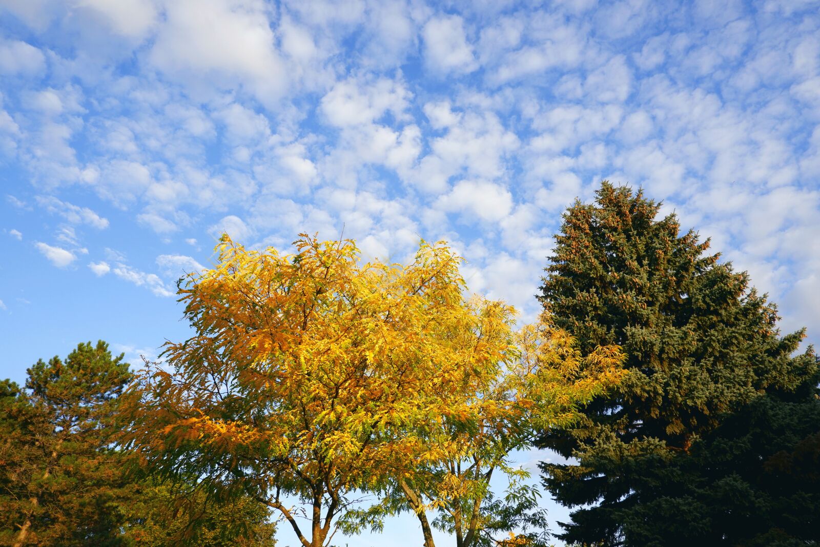 Fujifilm X-A5 sample photo. Tree, autumn, sky photography