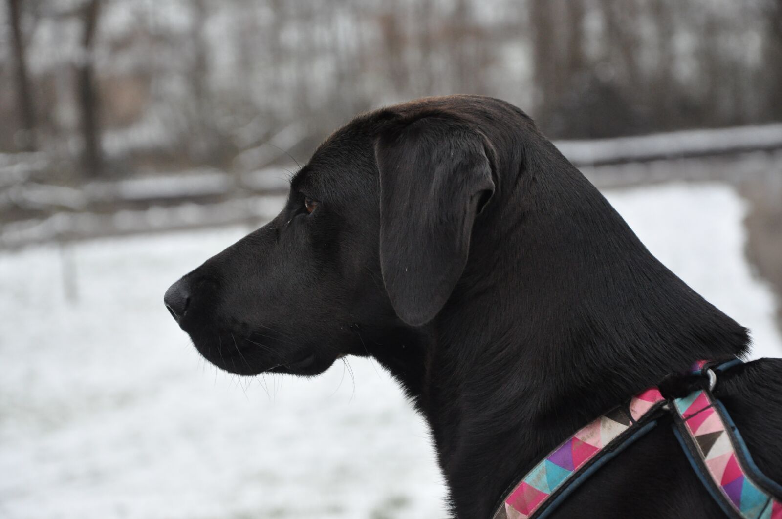 Nikon D5000 sample photo. Dog, portrait, animal photography