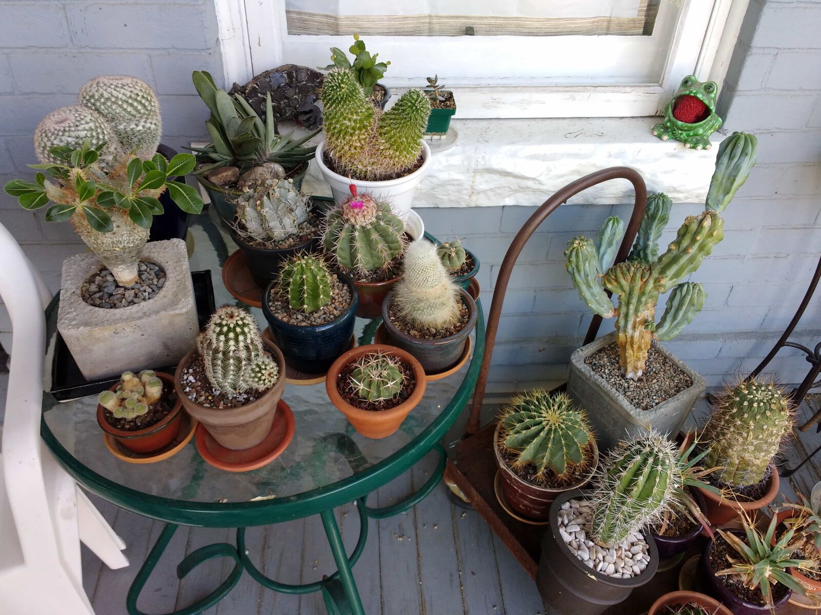 Motorola MotoG3 sample photo. Cactus, front porch, furniture photography
