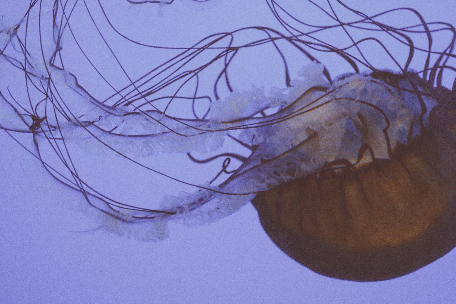 Nikon D5200 sample photo. Jellyfish, invertebrate, animal, underwater photography