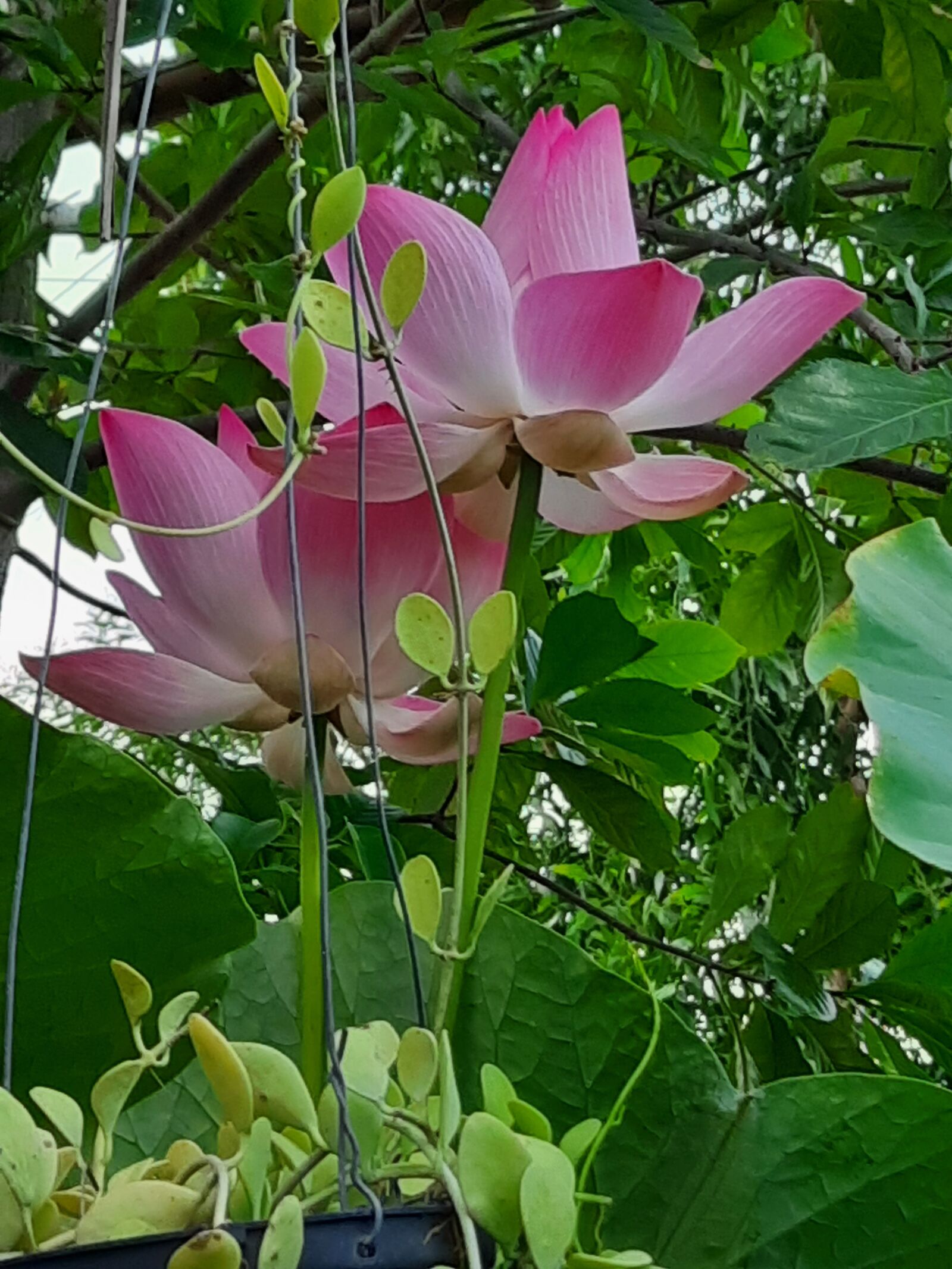 Samsung SM-M215F sample photo. Lotus, pink lotus, beautiful photography