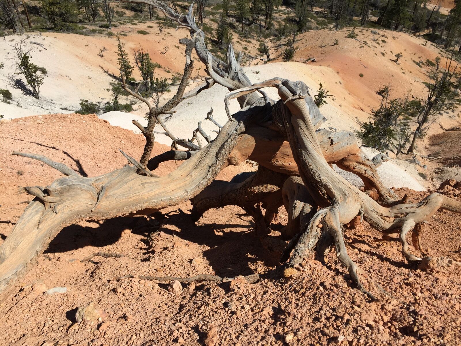 Apple iPhone 6 sample photo. Wood, desert, sand photography