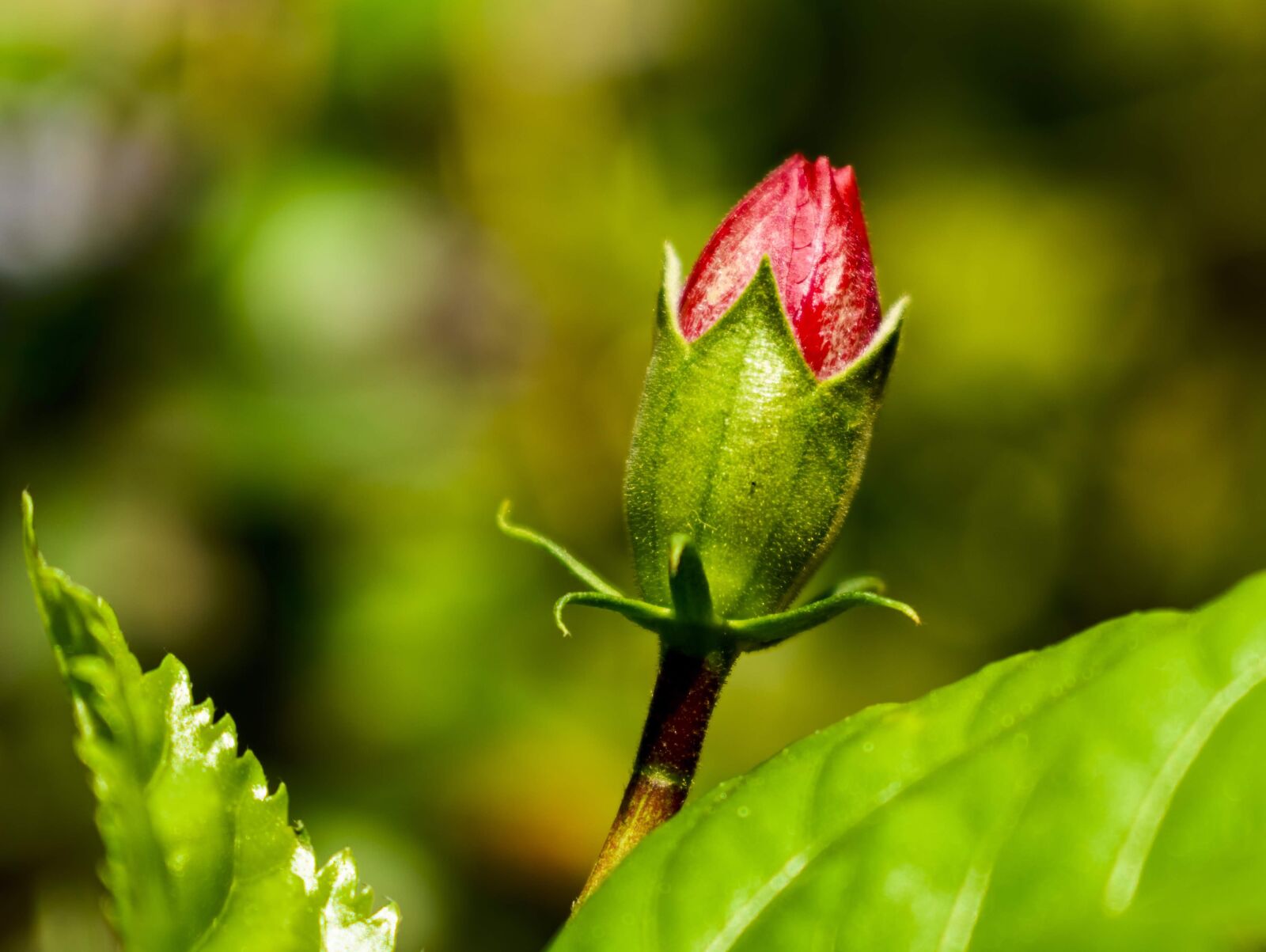 Nikon D3400 sample photo. Flower, bud, flora photography