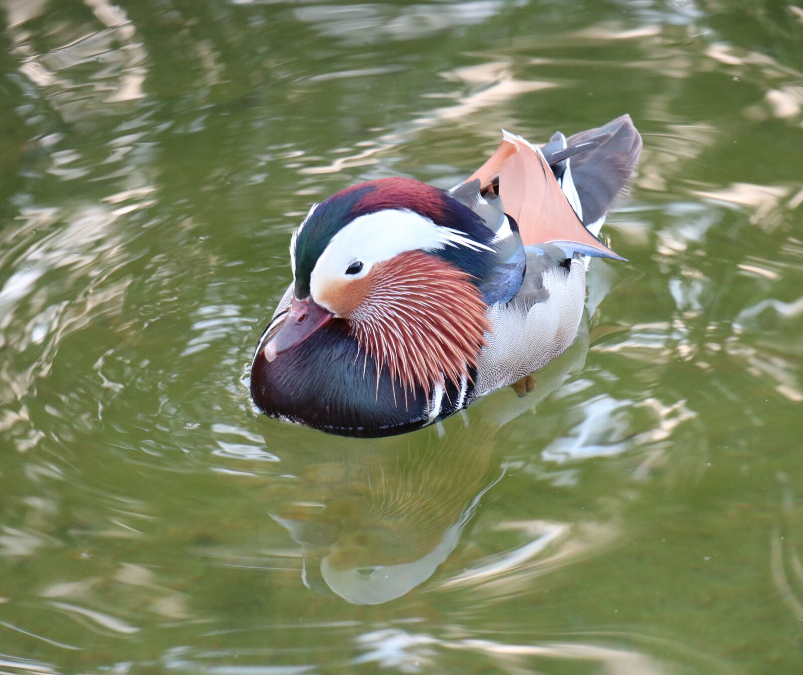Canon EOS M6 sample photo. Spring, bird, duck photography