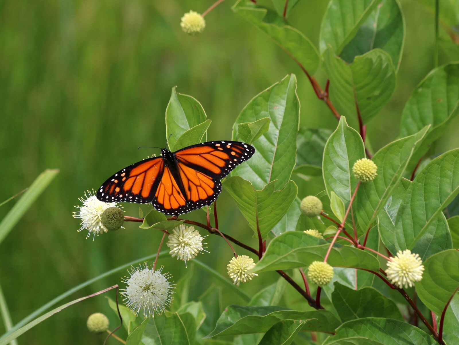 Canon EF 70-300mm F4-5.6 IS USM sample photo. Butterfly, nature, insect photography