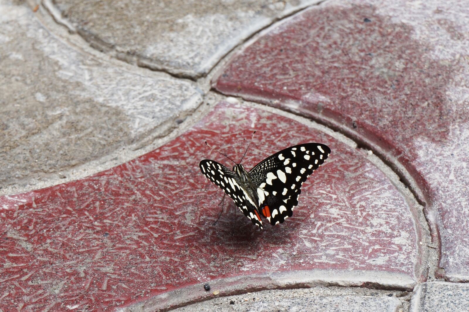 Sony Alpha a5000 (ILCE 5000) sample photo. Butterfly, swallowtail, summer photography