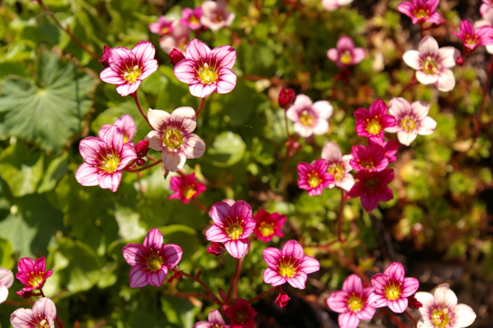 Pentax *ist DL2 sample photo. Stone bed, garden, nature photography