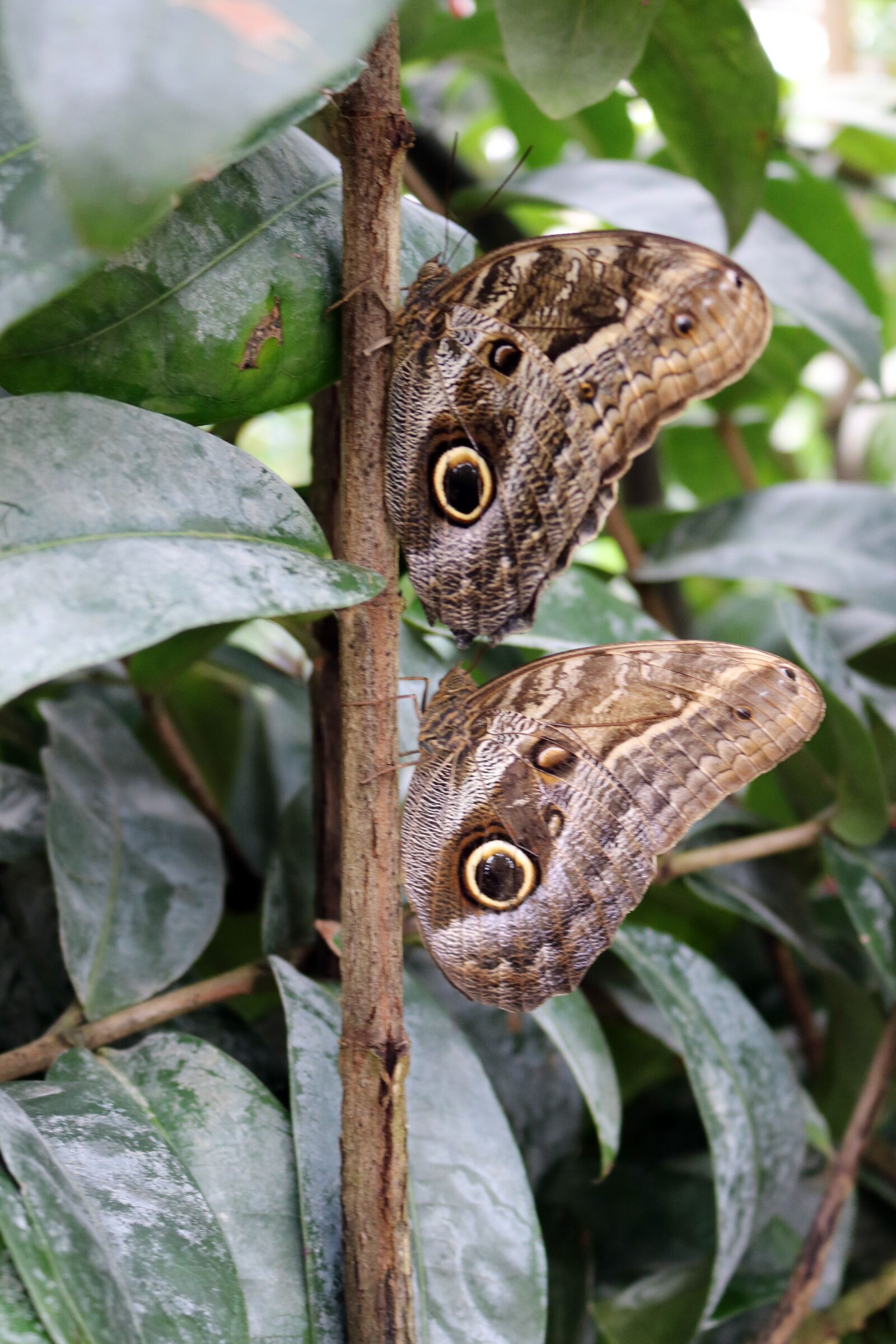 Canon EOS 750D (EOS Rebel T6i / EOS Kiss X8i) sample photo. Butterfly, bug, insect photography