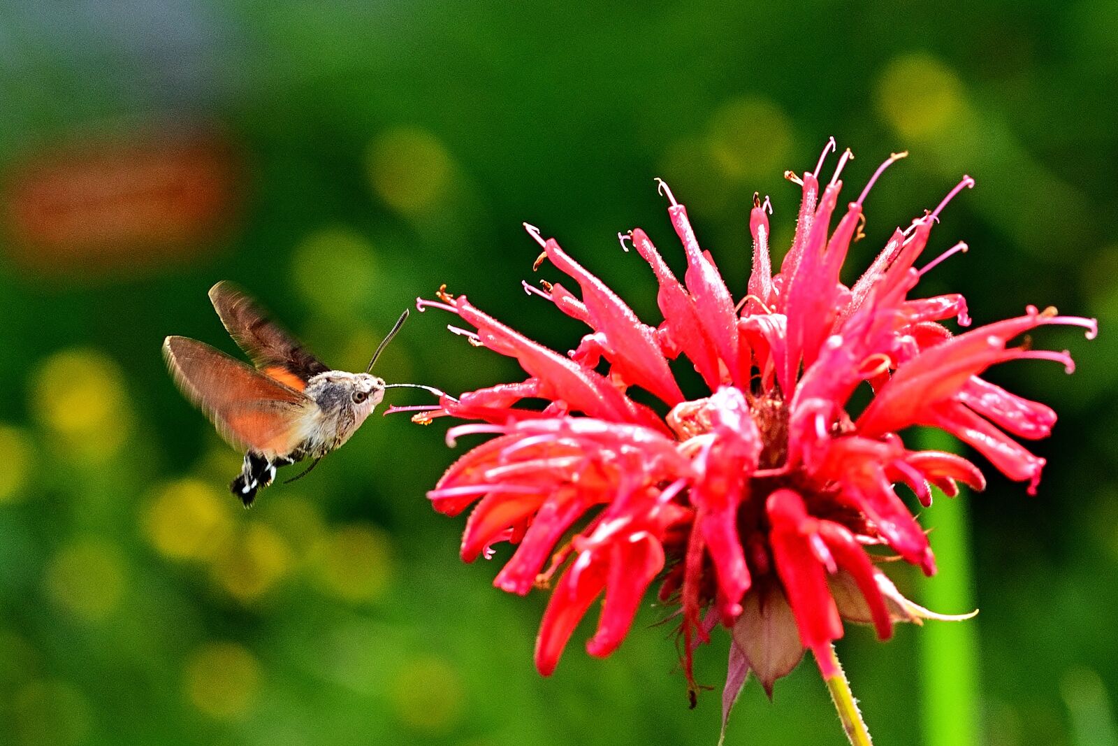 Nikon D5200 sample photo. Hummingbird hawk moth, garden photography
