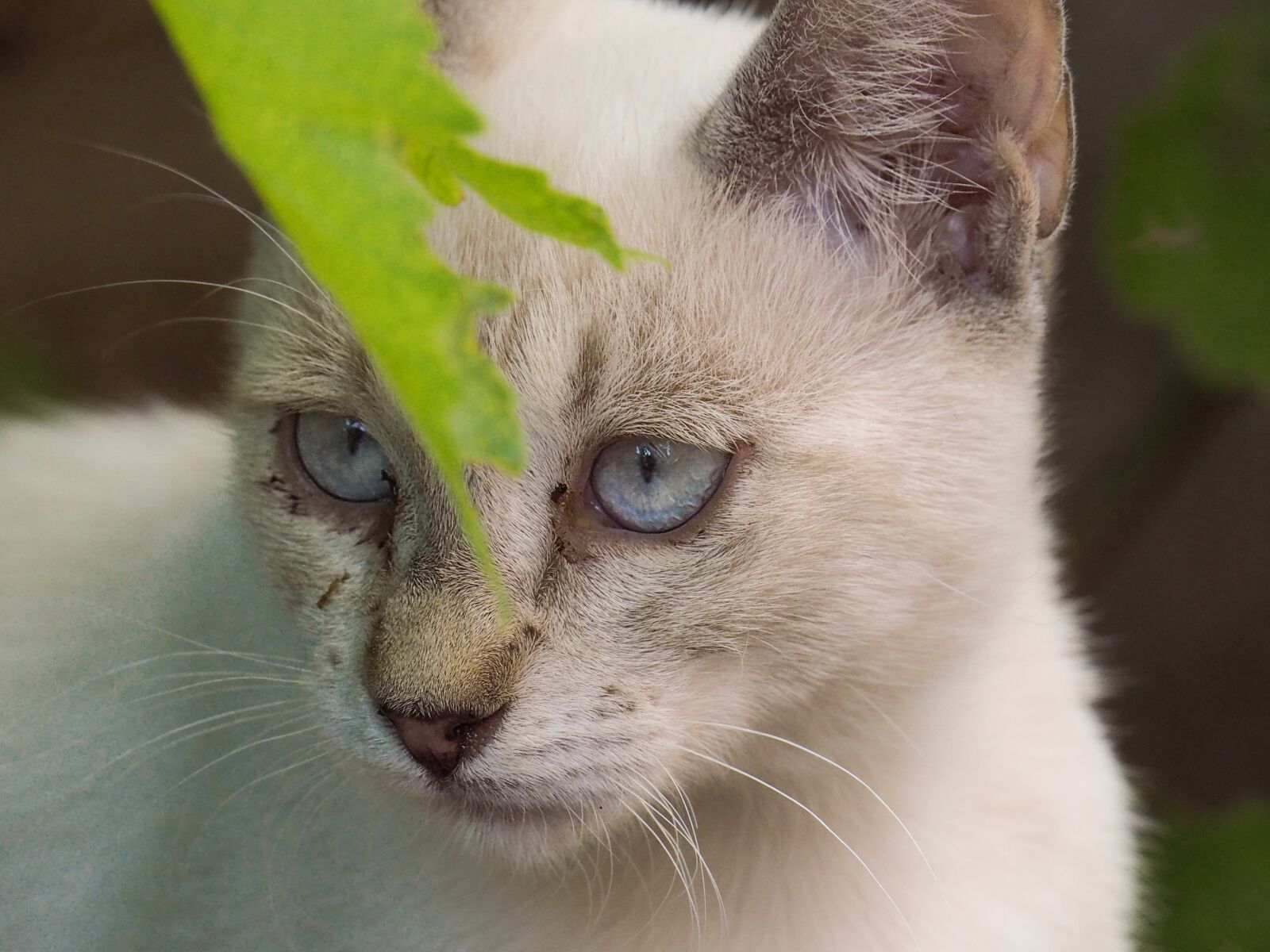 Olympus OM-D E-M10 II sample photo. Cat, feline, pet photography