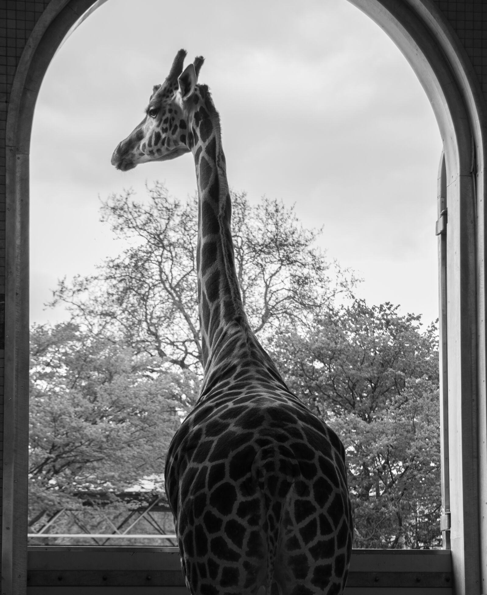 Nikon D7100 sample photo. Giraffe, london zoo, animal photography